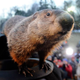 Illustration for article titled Depressed Groundhog Sees Shadow Of Rodent He Once Was